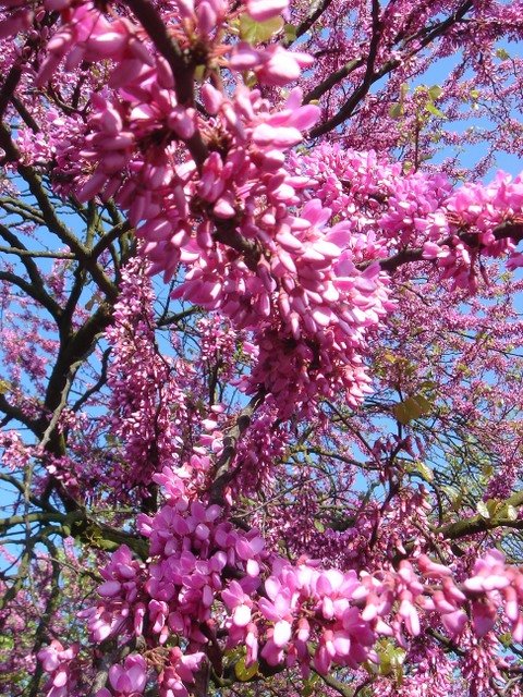 Cercis siliquastrum fleur P6